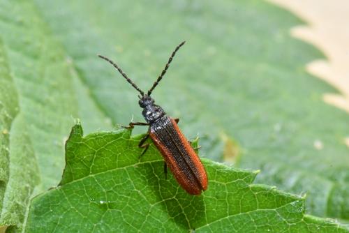Omalisus fontisbellaquei